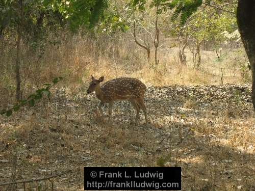 Spotted Deer, Sanjay Gandhi National Park, Borivali National Park, Maharashtra, Bombay, Mumbai, India